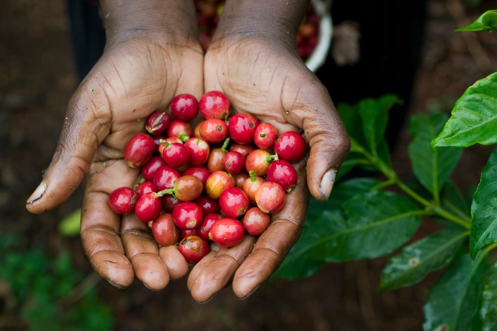 Hands holding freshly picked coffee cherries